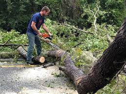 Best Tree and Shrub Care  in Addison, WV