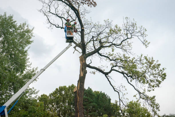 Best Palm Tree Trimming  in Addison, WV