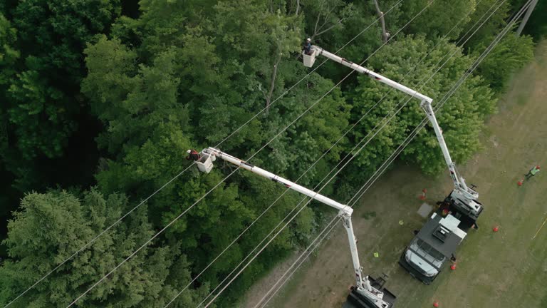 Best Hedge Trimming  in Addison, WV