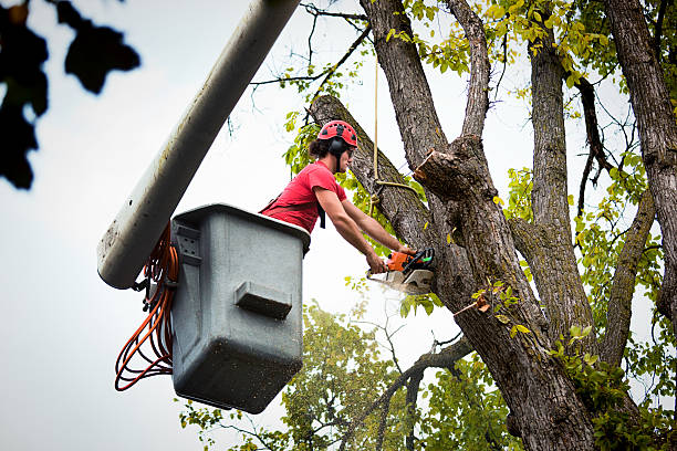 Best Fruit Tree Pruning  in Addison, WV